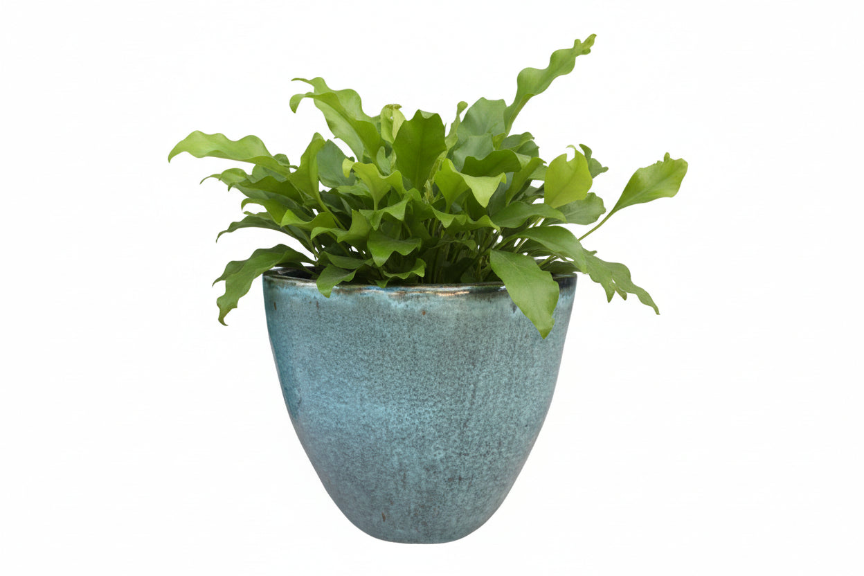 VASO BUDAPEST BLOSSOMED D30 H27