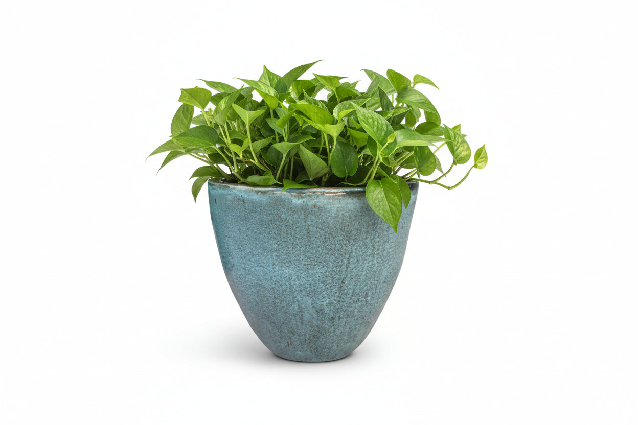 VASO BUDAPEST BLOSSOMED D39 H33