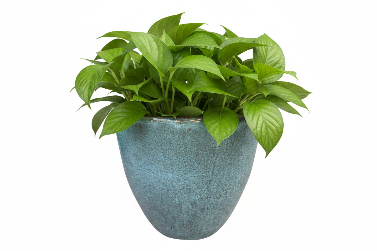 VASO BUDAPEST BLOSSOMED D50 H43