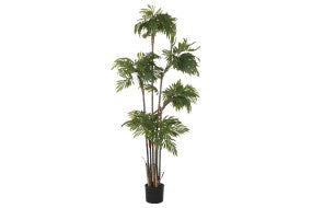 PIANTA VERDE 60X60X165