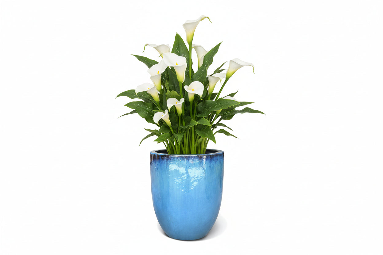 VASO BAKU GIADA 55X68